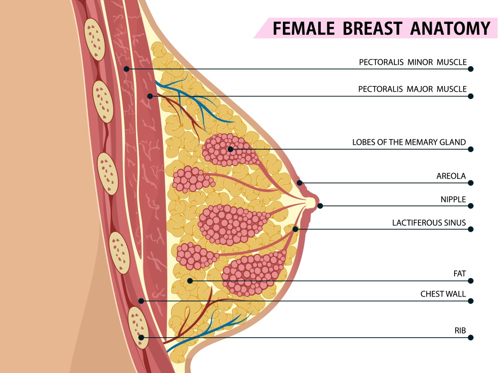 female-breast-anatomy-qht